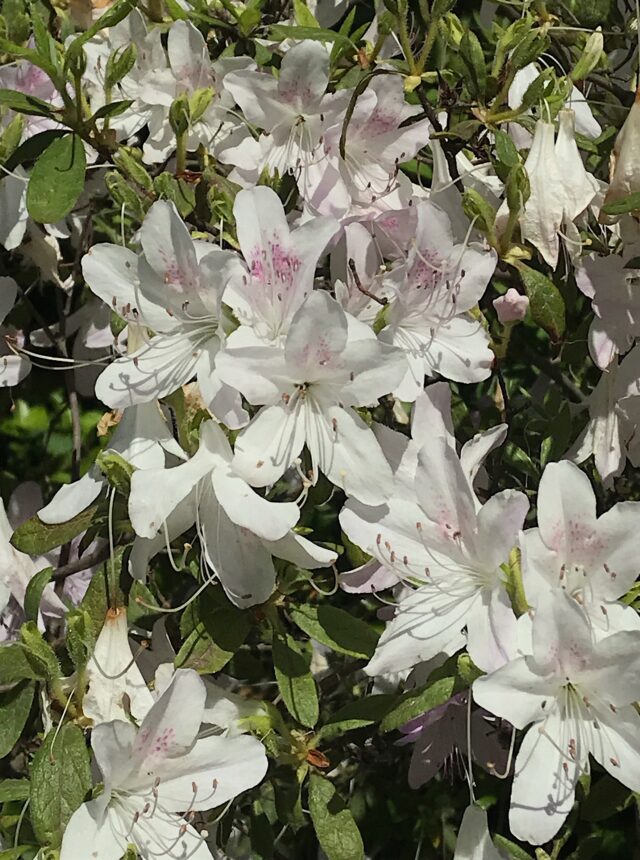 Rhododendron (Azalea) schlippenbachii - royal azalea | Fort Tryon Park ...