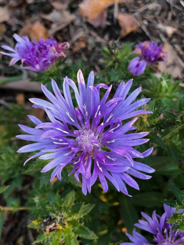 Stokesia laevis ‘Peachie’s Pick’ - Stokes’ aster | Fort Tryon Park Trust